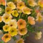 Petunia – Cascadia Indian Summer – 10″ Hanging Basket